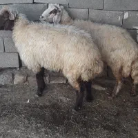 ۲راس شک جوان داشتی۶۰ملیون
