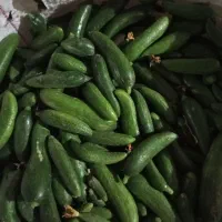 خیارمخصوص خیارشور