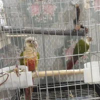جفت گرینچیک