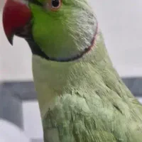 طوطی ملنگو دستی