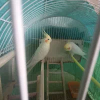 پرنده.عروس هلندی لوتینو مولد بشرط.