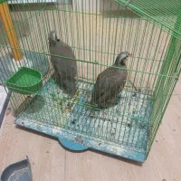 دوتا پرنده نرماده