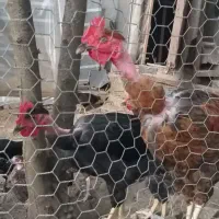 مرغ وخروس محلی