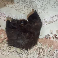 واگذاری گربه|گربه|اصفهان, مارچین|دیوار