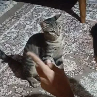 گربه واگذاری رایگان رایگان