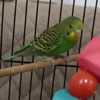 معاوضه با فنچ