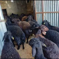 کارگر دامداری