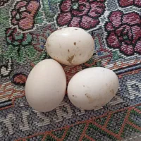 سالم|حیوانات مزرعه|جلین, |دیوار