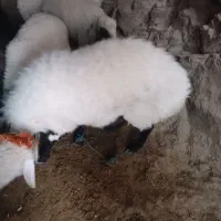 گوراند فروشی