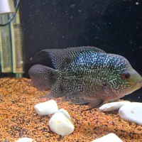 ماهی فلاور  پترن عالی سالم فروش فوری|ماهی|رشت, حمیدیان|دیوار