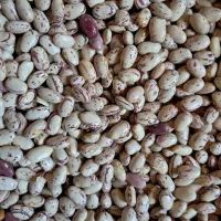 لوبیا چیتی|خوردنی و آشامیدنی|سپیدار, |دیوار