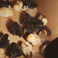 جوجه عربی|حیوانات مزرعه|اهواز, گلدشت|دیوار