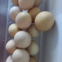 تخم مرغ محلی