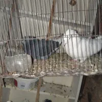 کبوتر|پرنده|قم, ولیعصر|دیوار