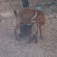بز دو کهره و کولار درجه یک