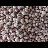 لوبیا چیتی لیزر شده