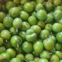 گوجه سبز باد ریز