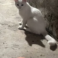 گربه برتیش واگذاری|گربه|بوکان, |دیوار