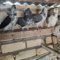 کبوتر پرشی آسمان خراش