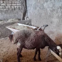 سه عدد شیشک درجه یک داشتی قیمت مناسب|حیوانات مزرعه|مینودشت, |دیوار