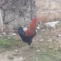 خروس محلی گوشتی|حیوانات مزرعه|ماکو, |دیوار