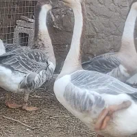 قوغاز نر اصیل جوان