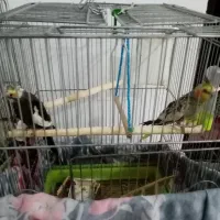 جوجه عروس هلندی