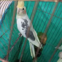 طوطی|پرنده|محمدیه-قزوین, |دیوار