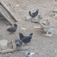 گلین مرغ خروس جوجه