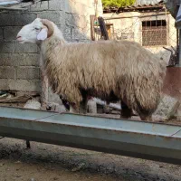 بره گوسفند نر قوچ تخمی|حیوانات مزرعه|قائمشهر, |دیوار
