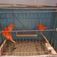 قناری رد فکتور