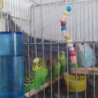 مرغ عشق|پرنده|فردیس, فردیس|دیوار