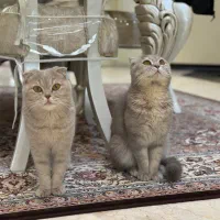 گربه اسکاتیش