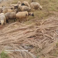 میش ترکی بره دار داشتی|حیوانات مزرعه|جره و بالاده, |دیوار