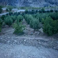50000-باغ