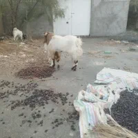 گوسفند نر پا چن