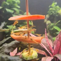 شریمپ یلو گلدن