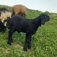 10میش با بره