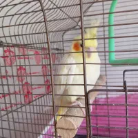 دو عدد عروس هلندی ماده به شرط سلامت