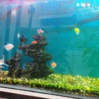 آکواریوم گیاهی