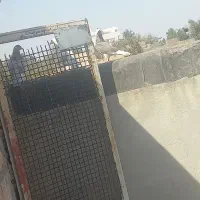 پرشی|پرنده|جغتای, |دیوار