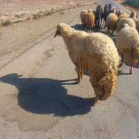 شک ورن سه شیره اصیل سنجابی|حیوانات مزرعه|قصرشیرین, |دیوار