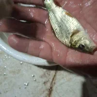 تولید وپخش انواع بچه ماهی