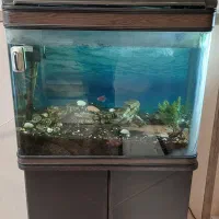 آکواریوم شیشه خم 440*360*770