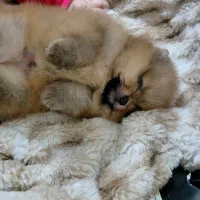 پامر|سگ|تهران, صفا|دیوار