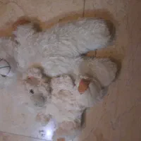 عروسک