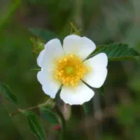 معجزه ای به نام عرق نسترن