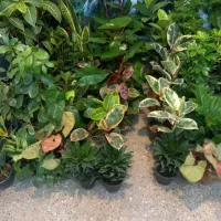 انواع گلهای اپارتمانی روز زن رسید