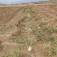 زمین زراعی