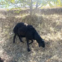 فروش یک راس قوچ قره قزل دامازلق|حیوانات مزرعه|خلخال, |دیوار